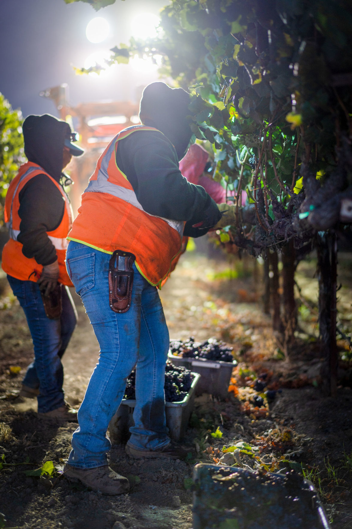 Napa Valley grape harvest 2019